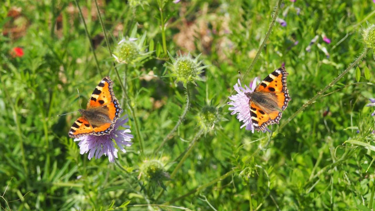 Urlaub Im Naturgarten 베르그노이스타트 외부 사진